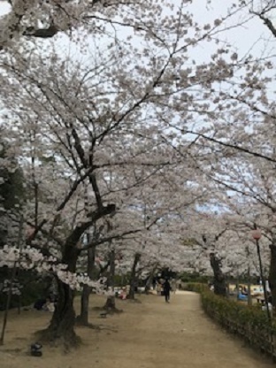 IMG_2190.jpg aya.jpg